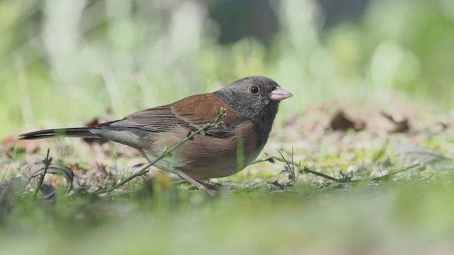 Dark-eyed Junco (Oregon) - ML644009929