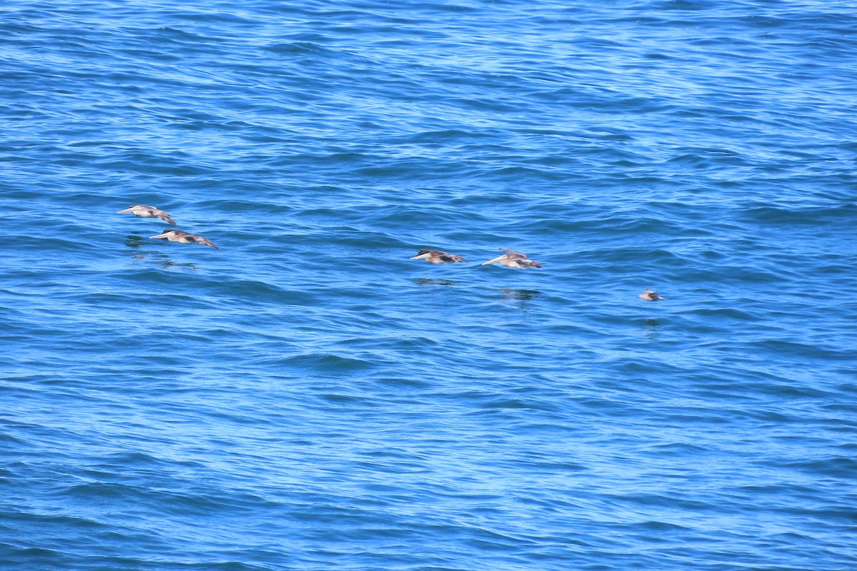 Brown Pelican - ML644009930