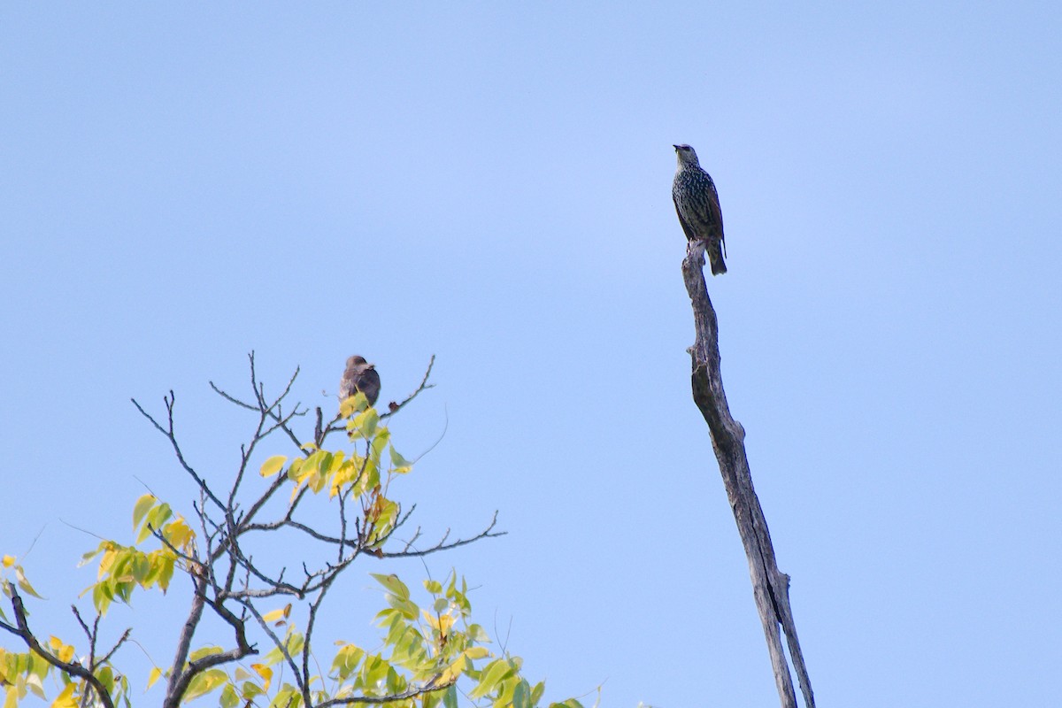 European Starling - ML644009934