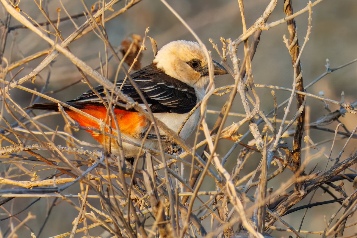 Alecto à tête blanche - ML644009949