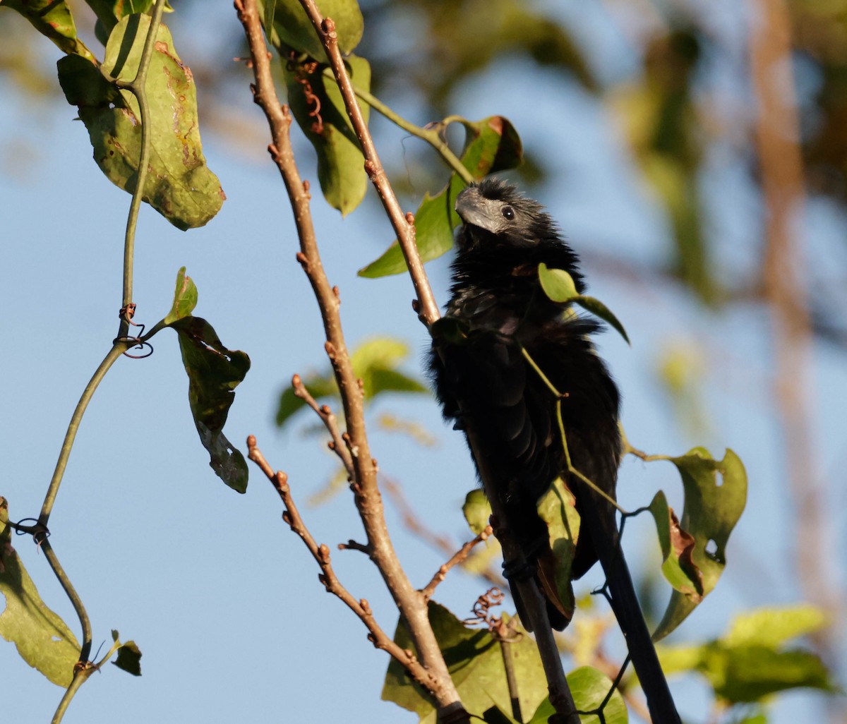 Groove-billed Ani - ML644009953