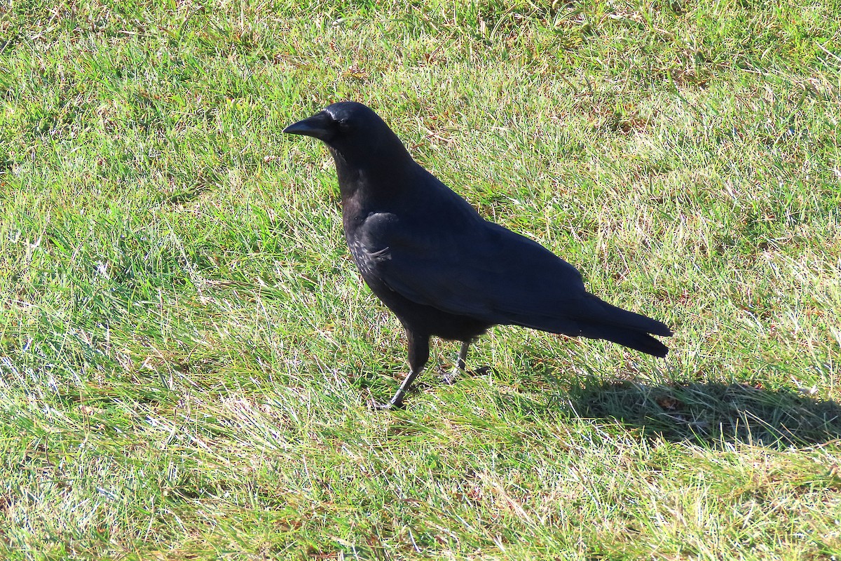 American Crow - ML644009956