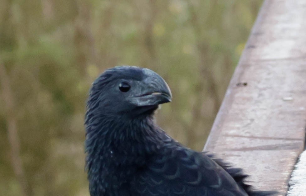 Groove-billed Ani - ML644009957