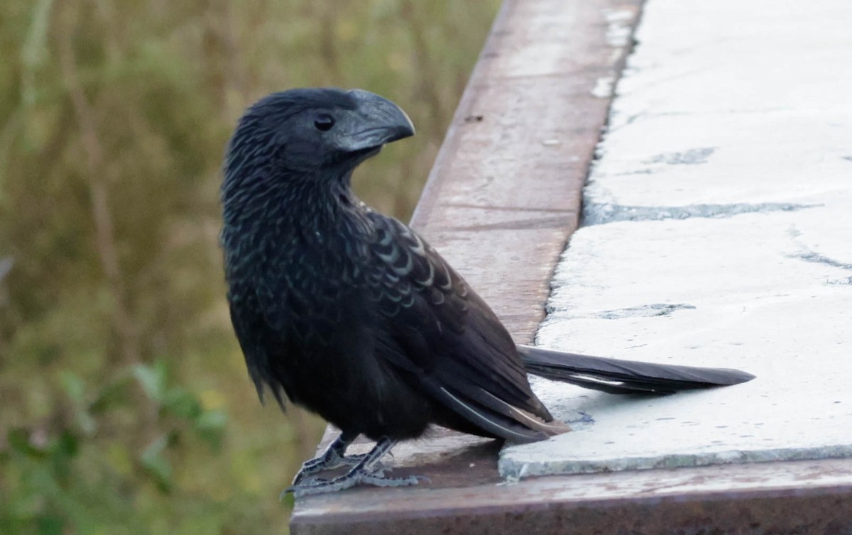 Groove-billed Ani - ML644009961