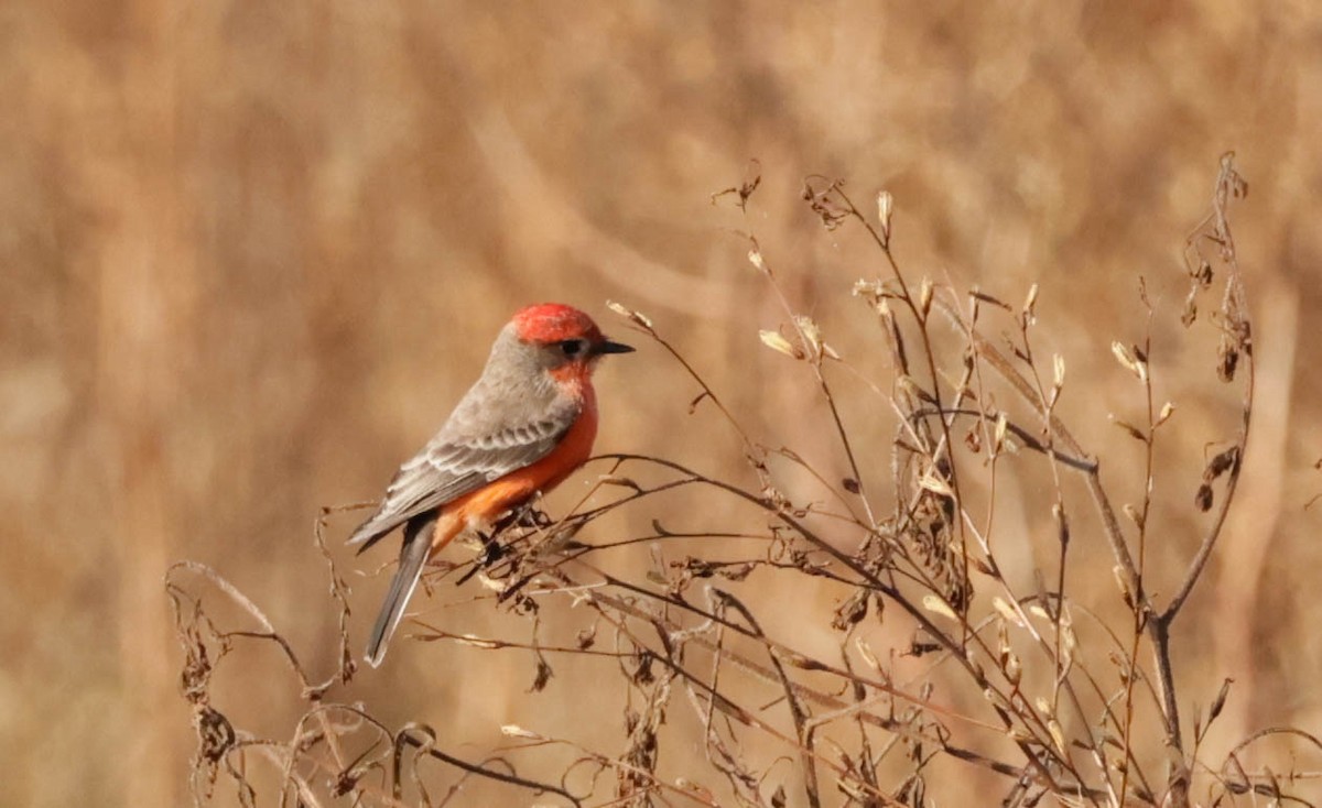 Vermilion Flycatcher - ML644009976