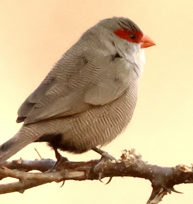Common Waxbill - ML644009979