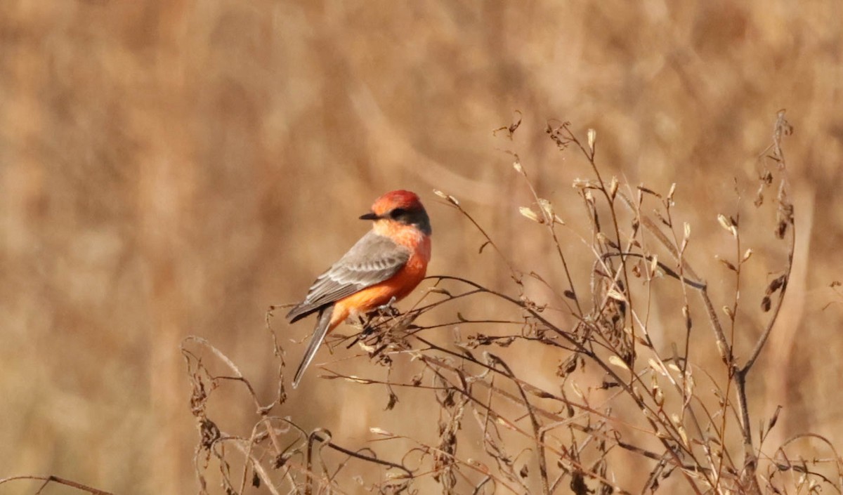 Vermilion Flycatcher - ML644009980