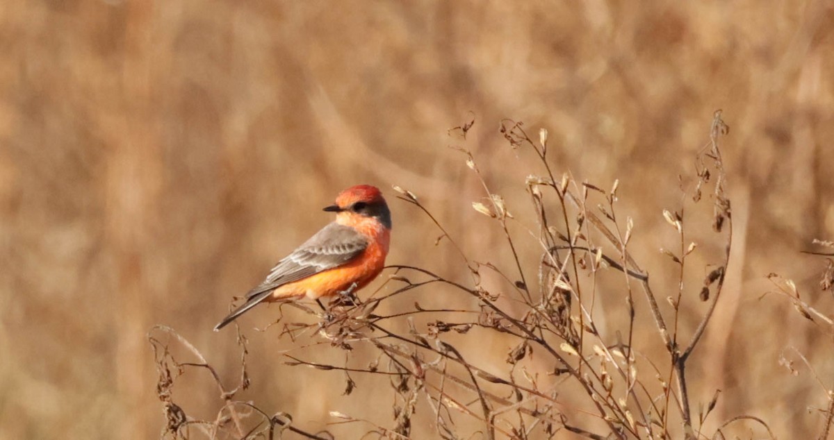 Vermilion Flycatcher - ML644009982