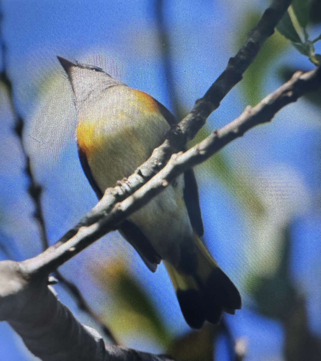 Paruline flamboyante - ML644009985