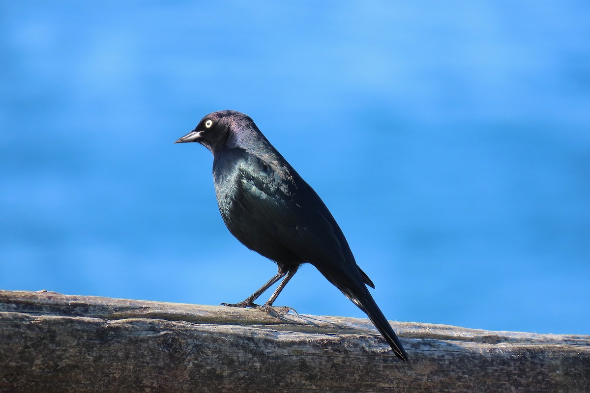 Brewer's Blackbird - ML644009987
