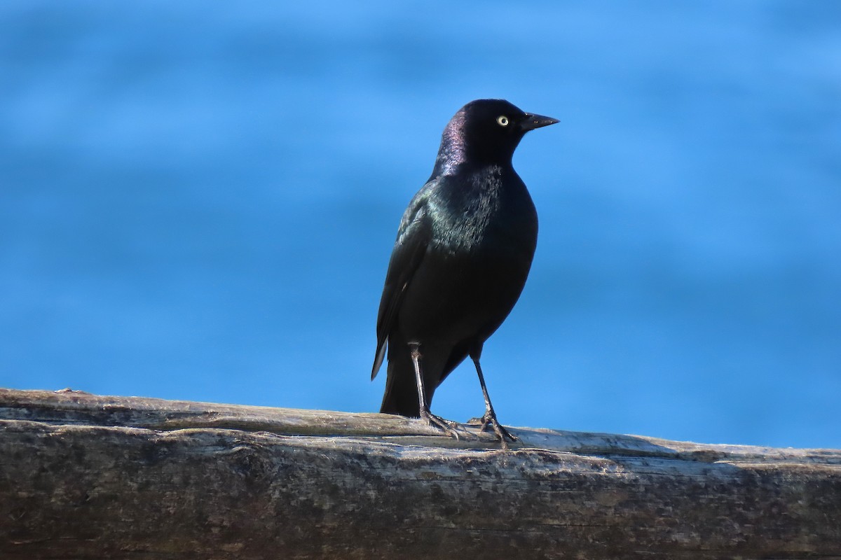 Brewer's Blackbird - ML644009988