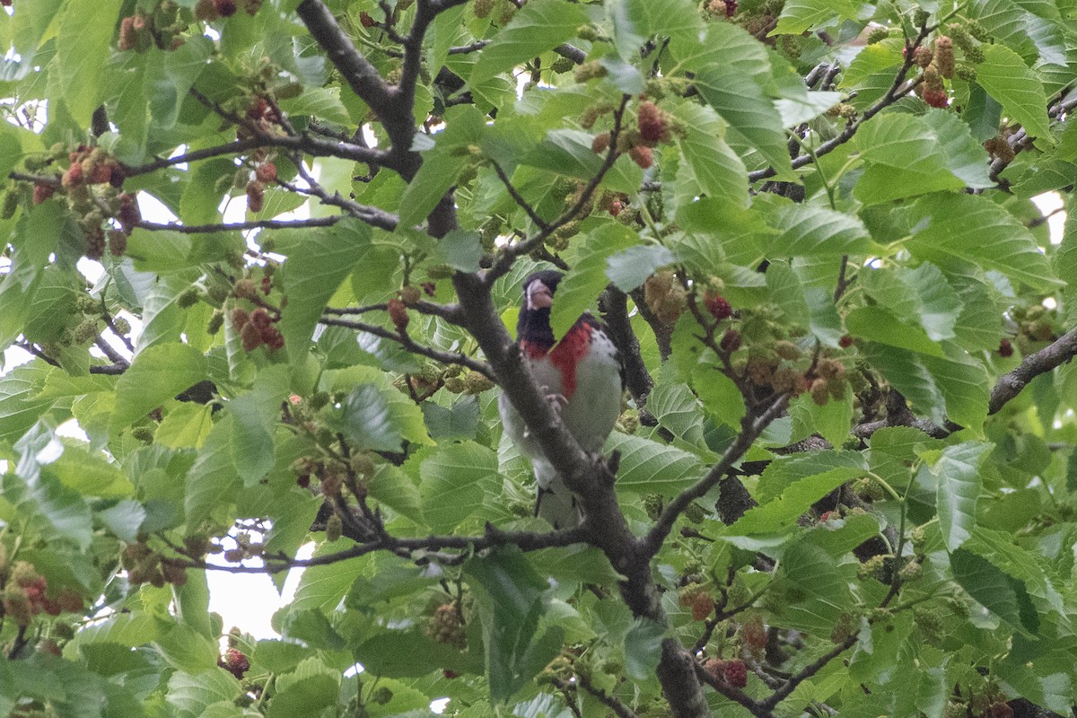 Rose-breasted Grosbeak - ML644009994