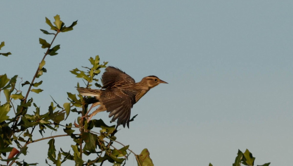 Eastern Meadowlark - ML644009995
