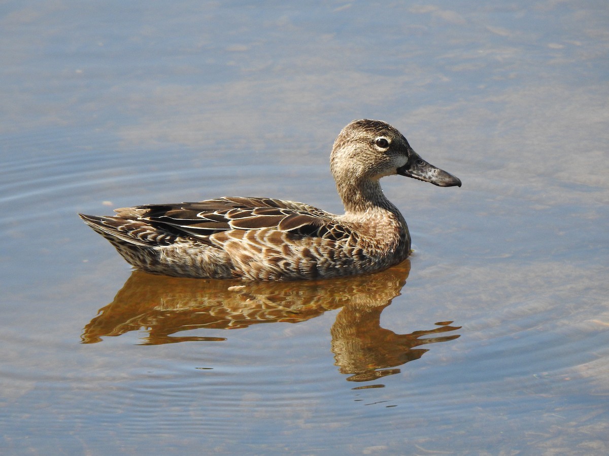 Blue-winged Teal - ML644010000