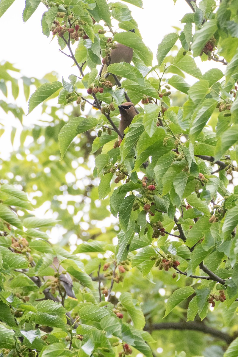Cedar Waxwing - ML644010001