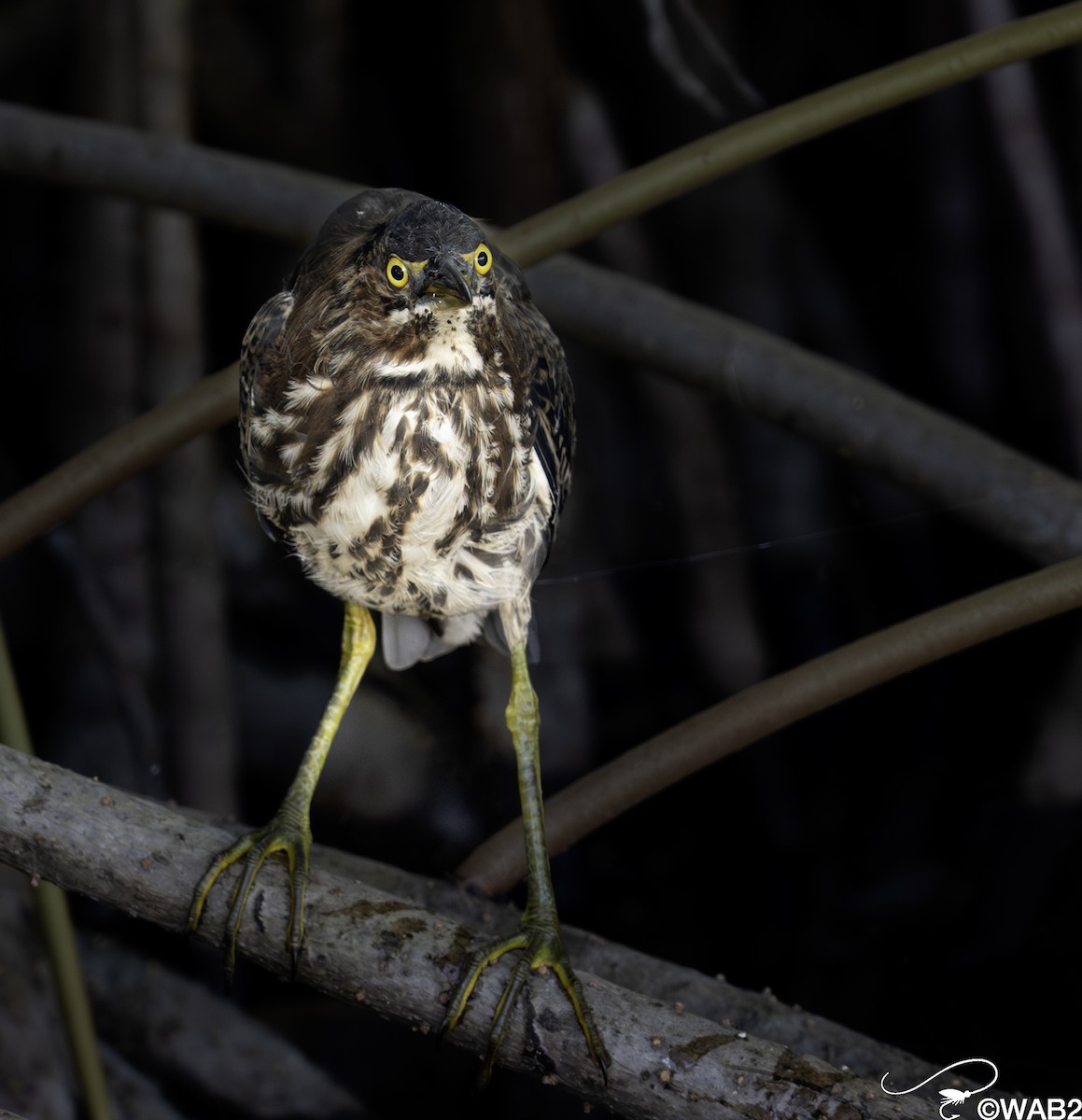 Green Heron - ML644010003
