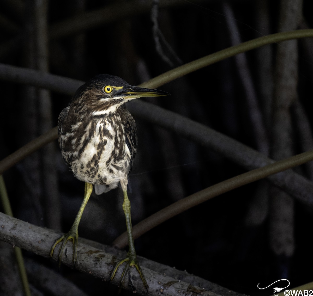 Green Heron - ML644010004