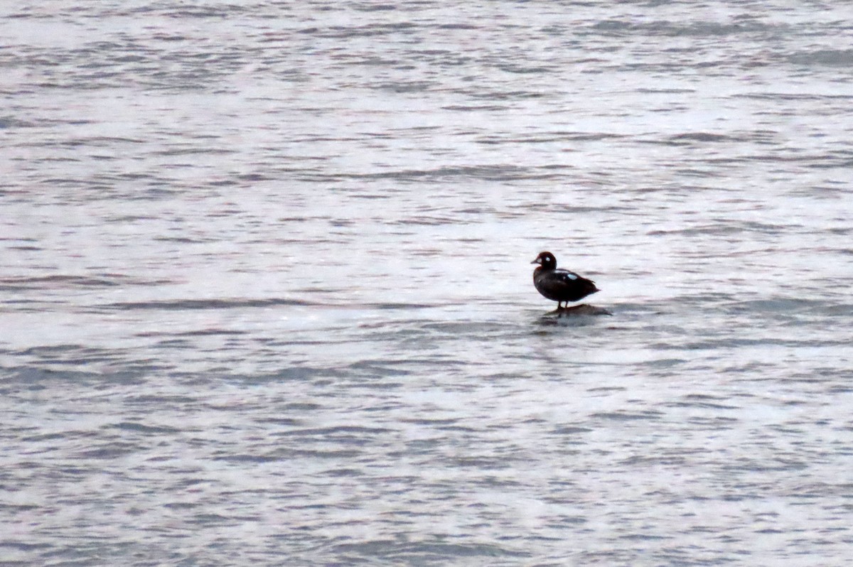 Harlequin Duck - ML644010009