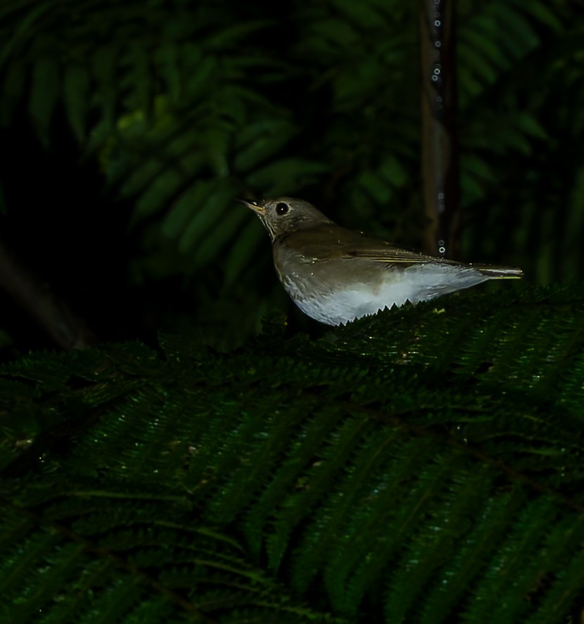 Gray-cheeked Thrush - ML644010017