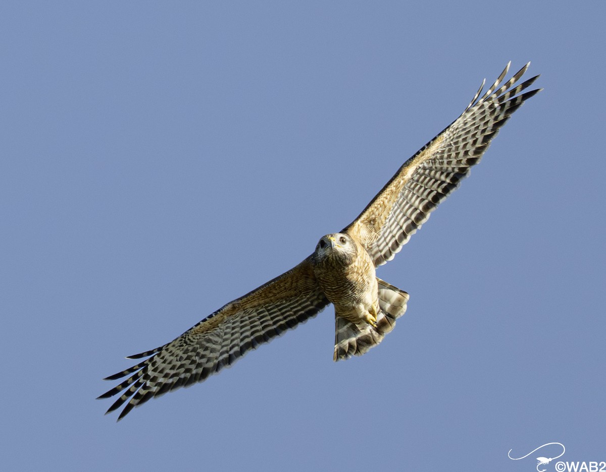 Red-shouldered Hawk - ML644010033