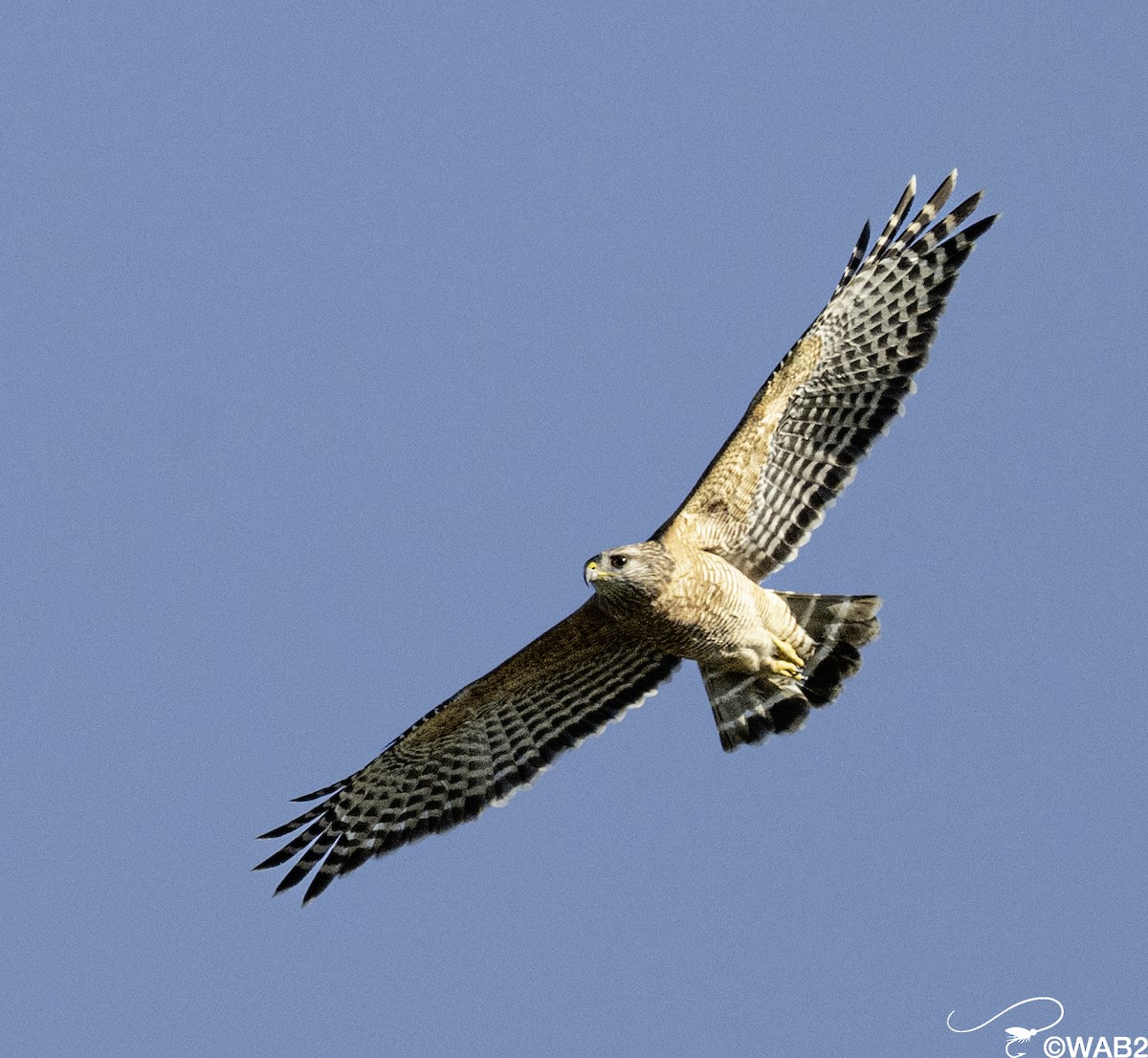 Red-shouldered Hawk - ML644010034