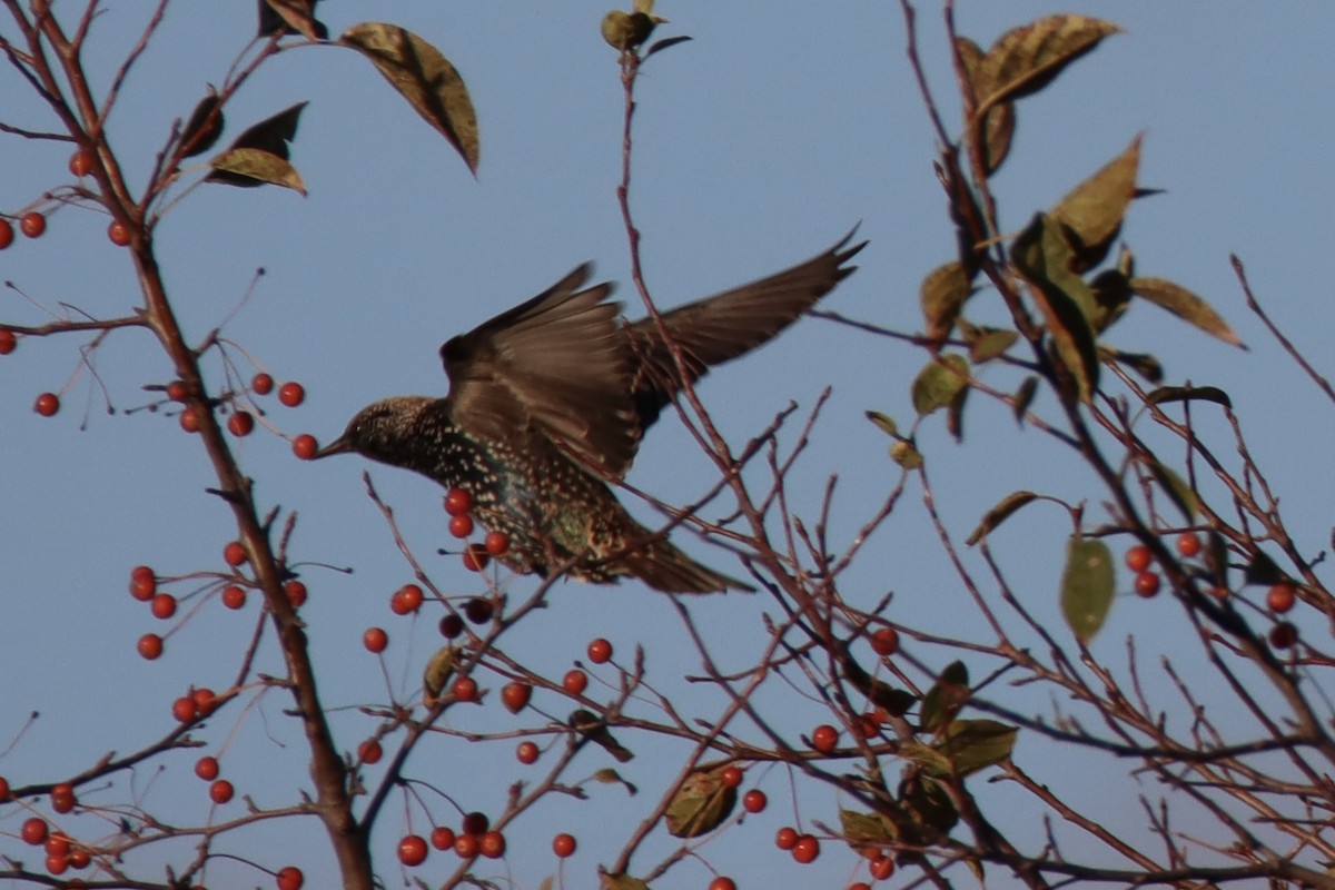 European Starling - ML644010046
