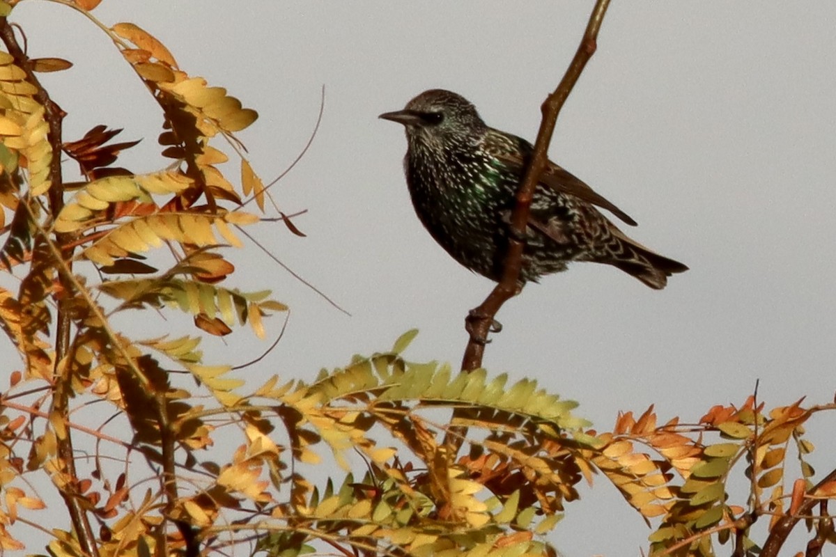 European Starling - ML644010047