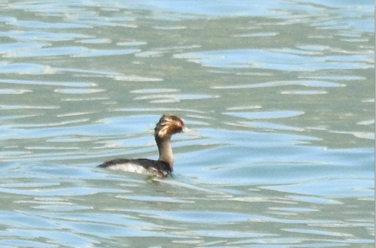 svarthalsdykker - ML644010065