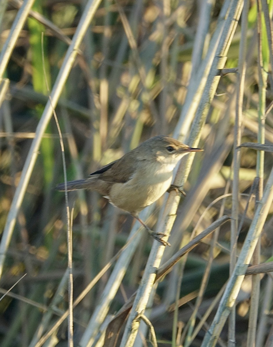 rørsanger (baeticatus gr.) - ML644010068