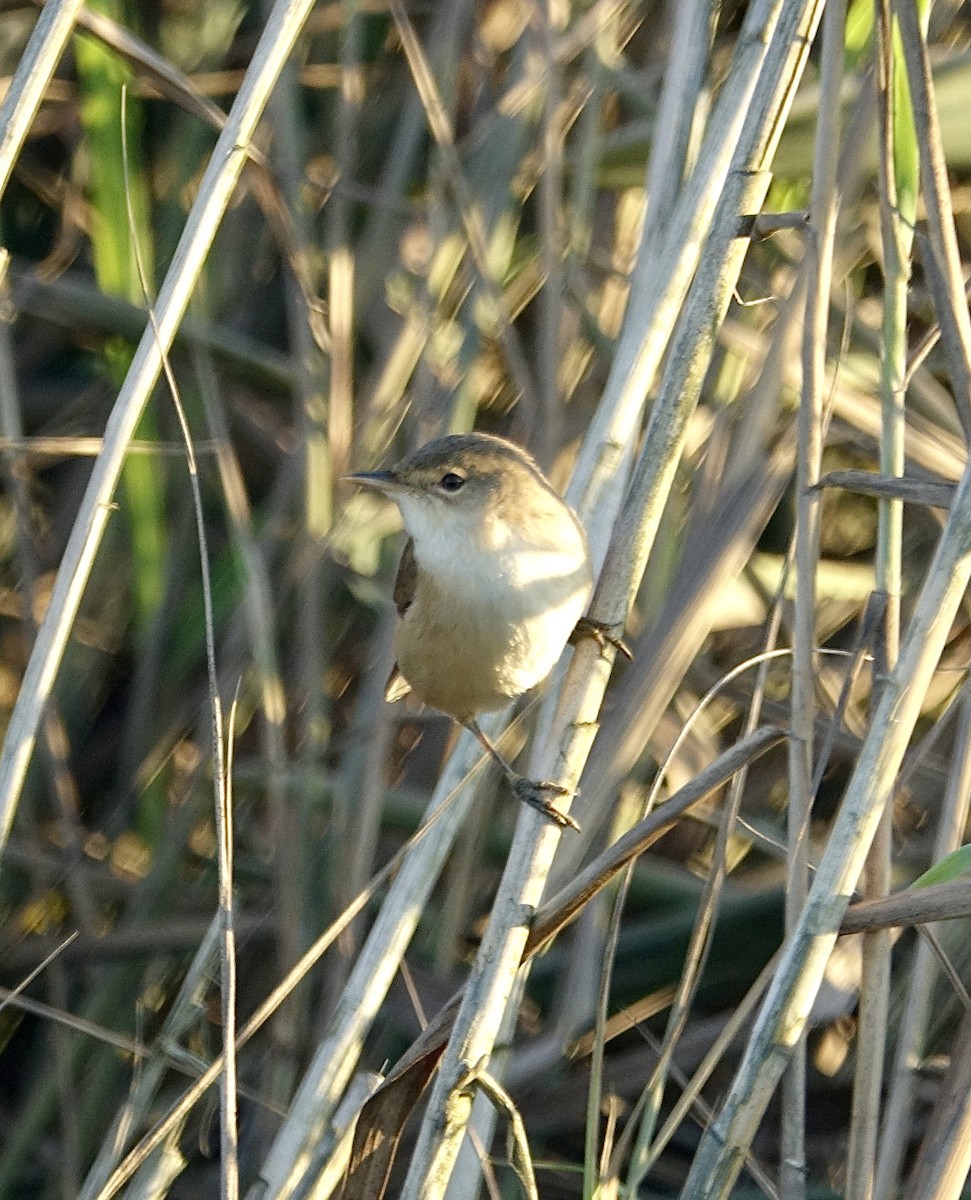 rørsanger (baeticatus gr.) - ML644010069