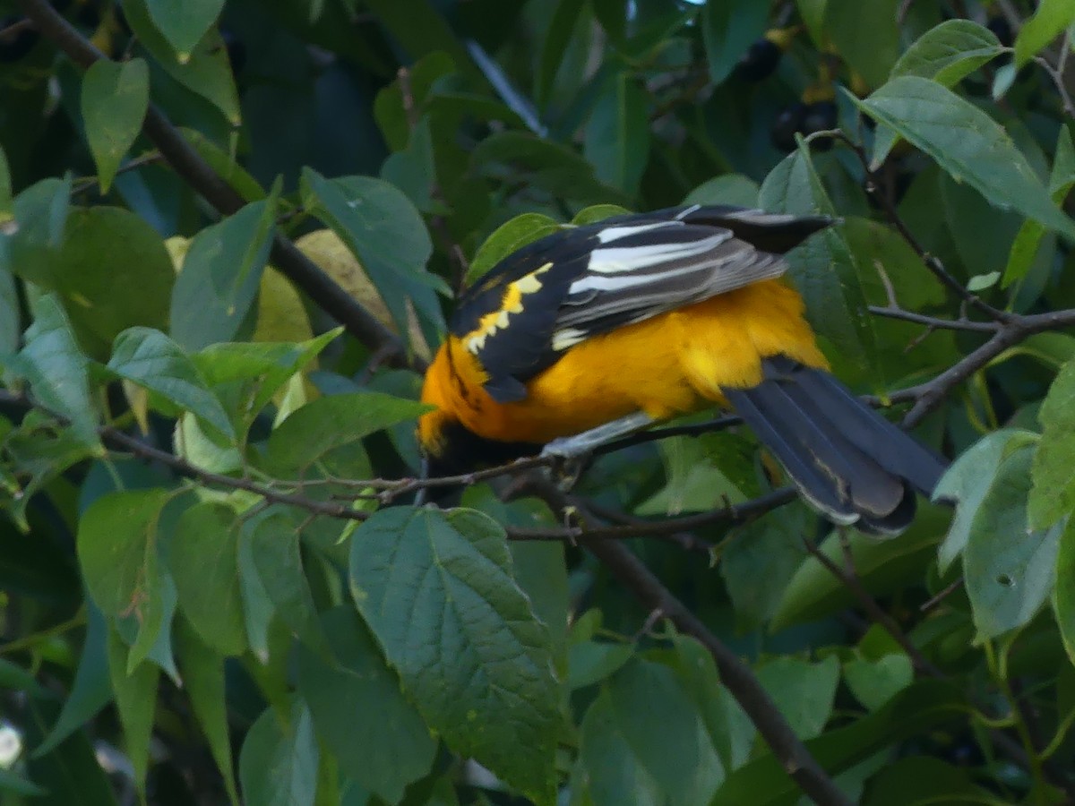 Spot-breasted Oriole - ML644010072