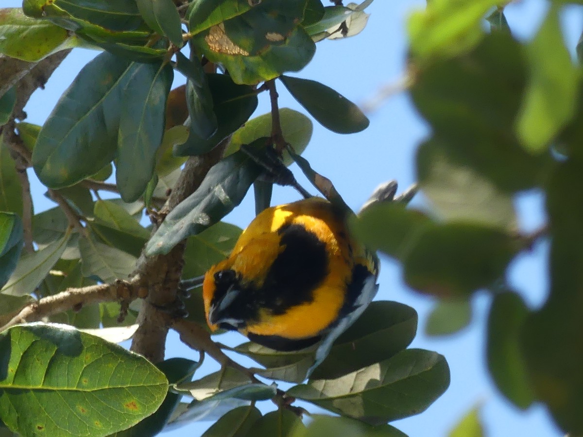 Spot-breasted Oriole - ML644010074
