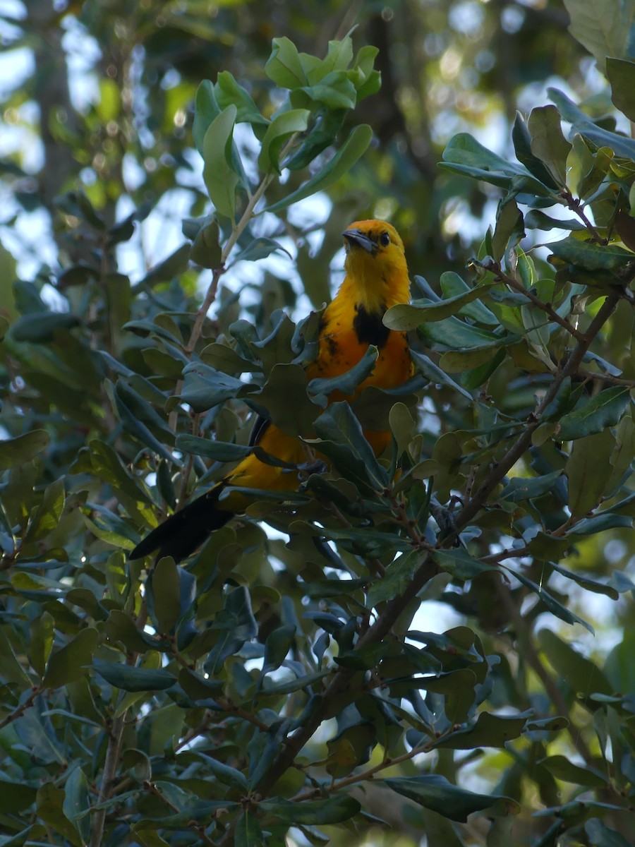 Spot-breasted Oriole - ML644010075