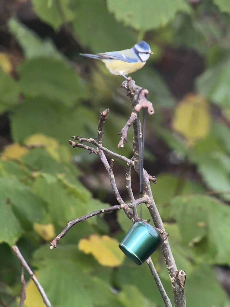 Eurasian Blue Tit - ML644010077