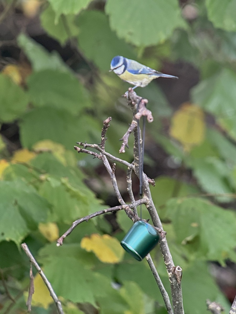 Eurasian Blue Tit - ML644010078