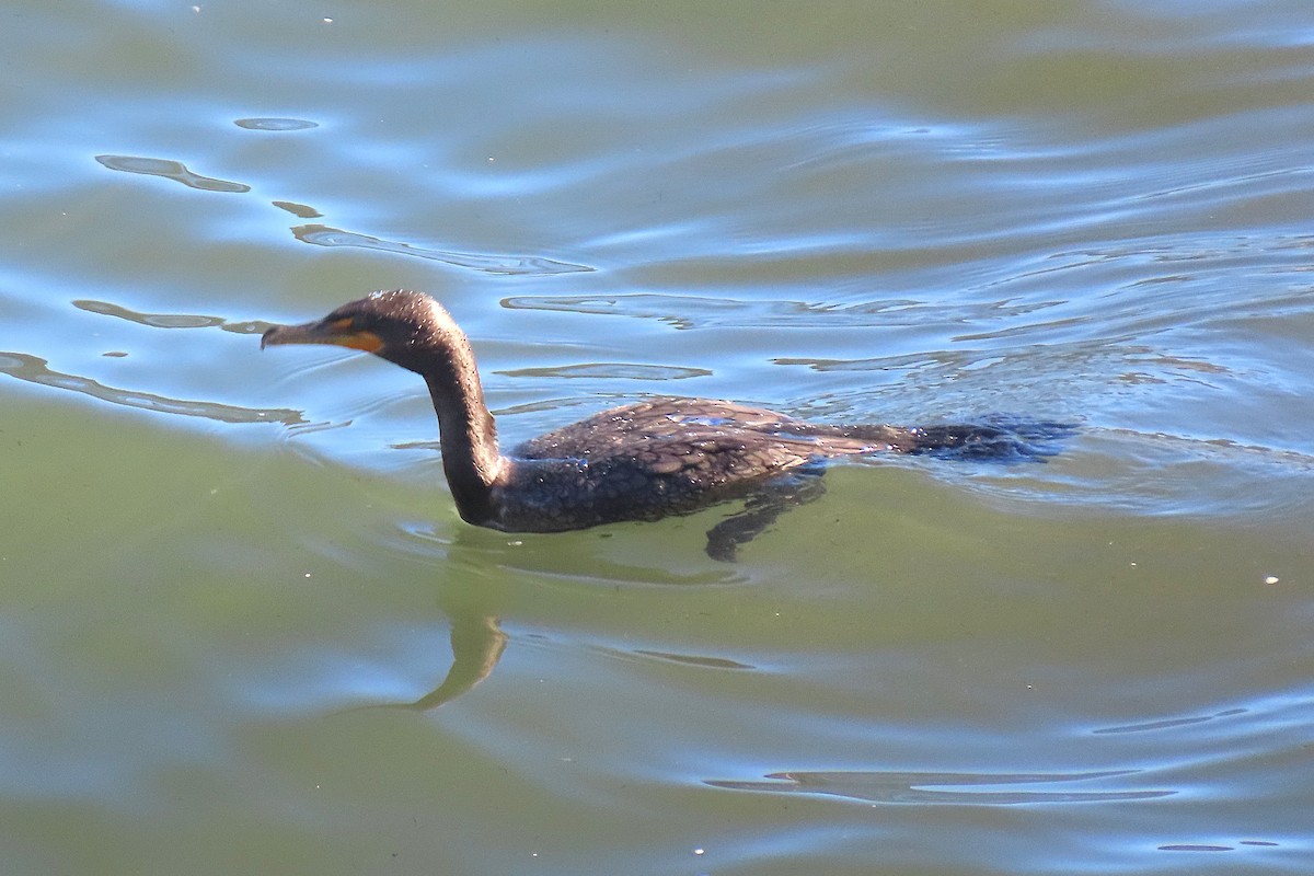 Double-crested Cormorant - ML644010109