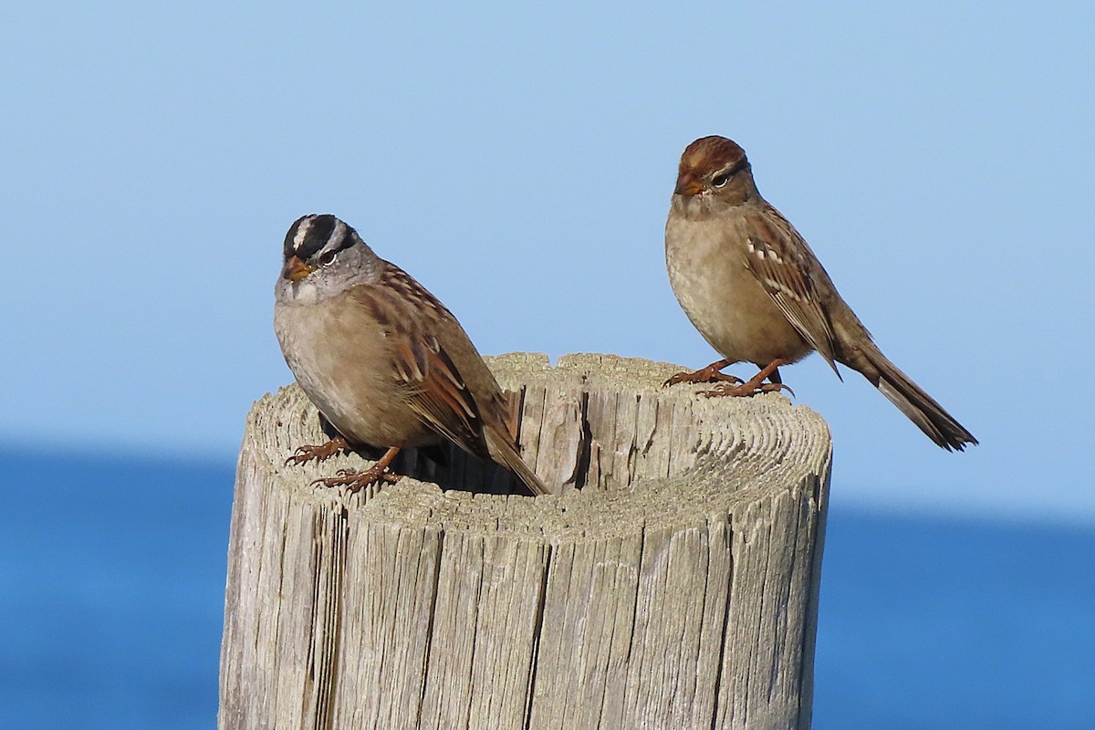 White-crowned Sparrow - ML644010128