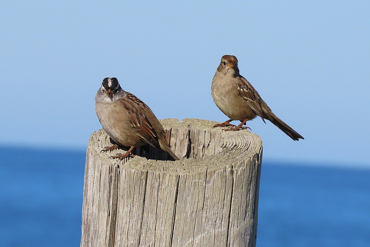 White-crowned Sparrow - ML644010129