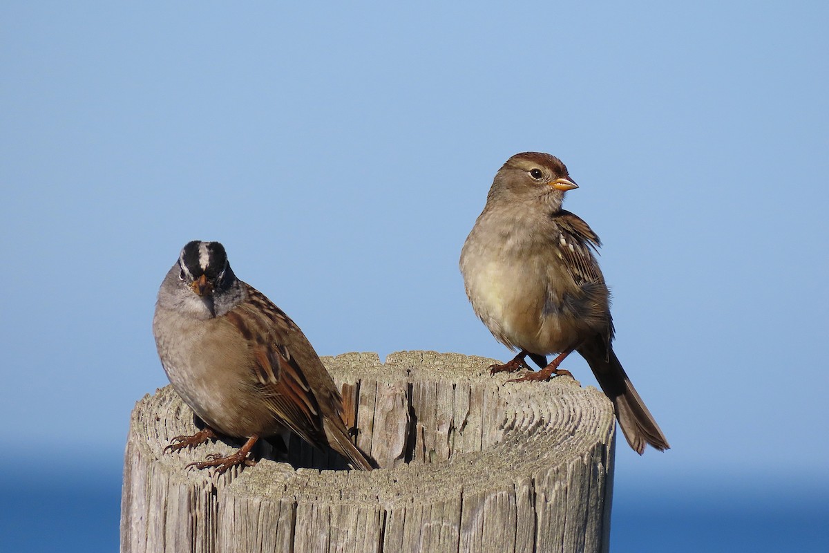 White-crowned Sparrow - ML644010130