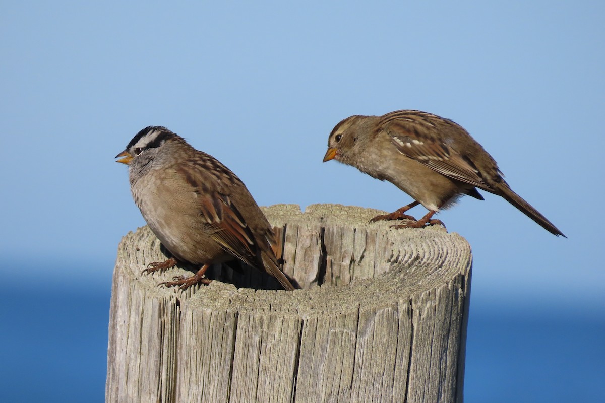 White-crowned Sparrow - ML644010131
