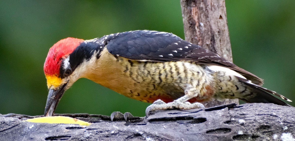 Pic de Pucheran - ML644010144