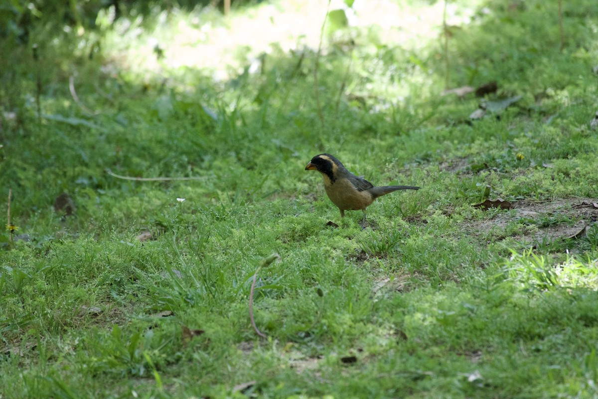 Golden-billed Saltator - ML644010146