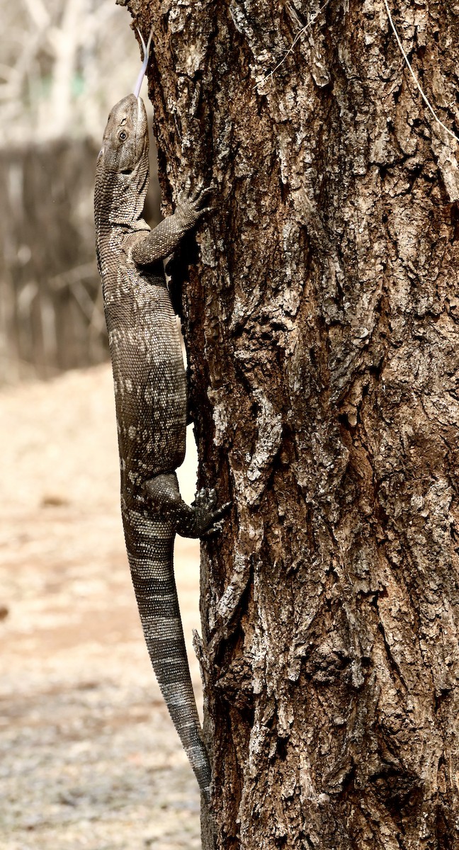 Monitor Lizards - ML644010162