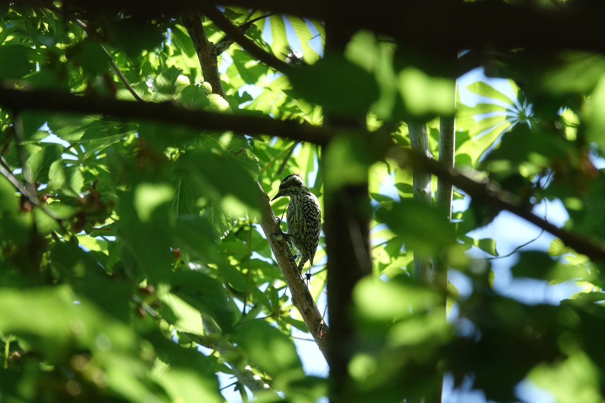 Checkered Woodpecker - ML644010185