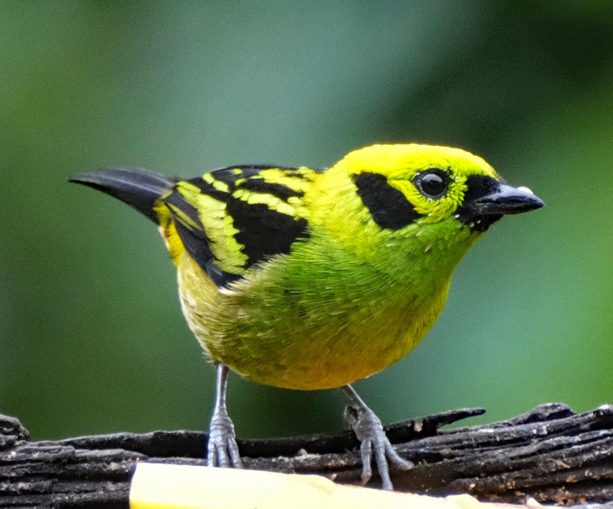 Emerald Tanager - ML644010186