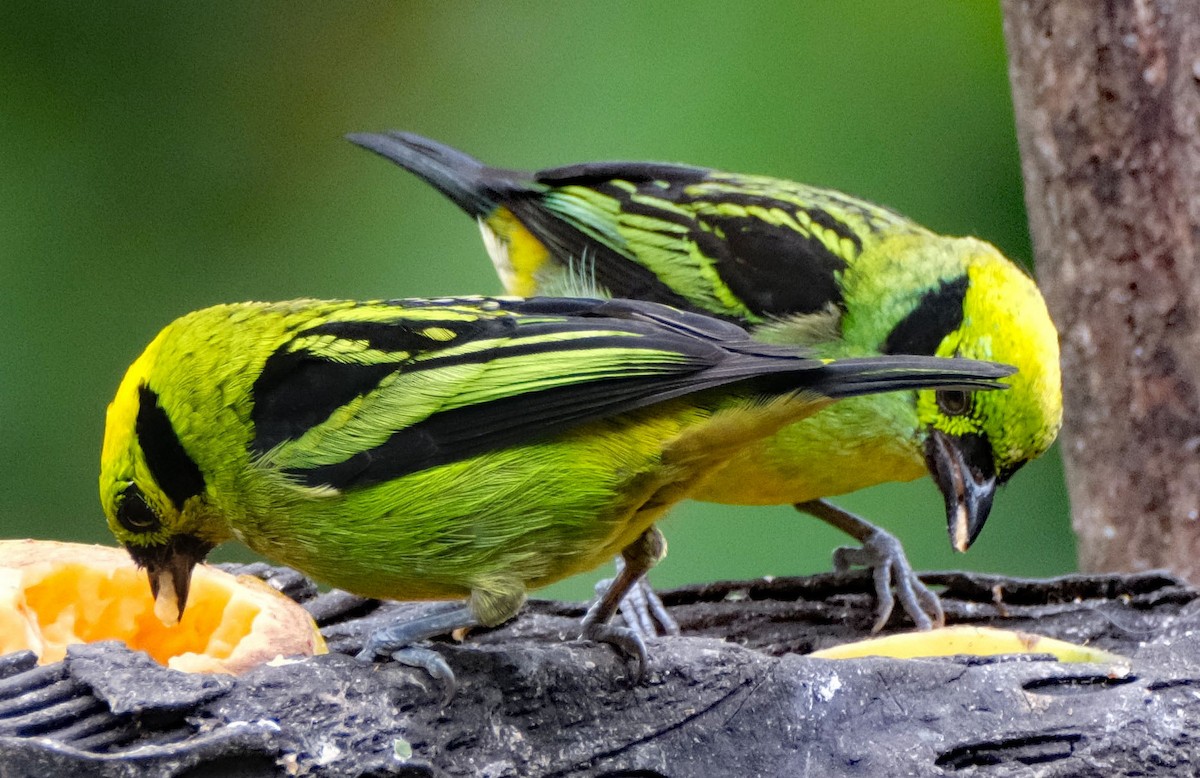 Emerald Tanager - ML644010187