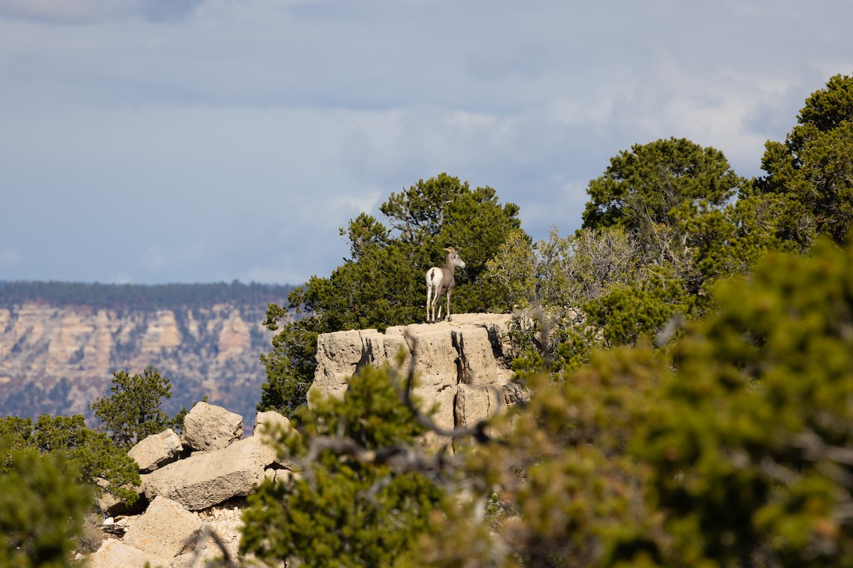 Animals - ML644010220