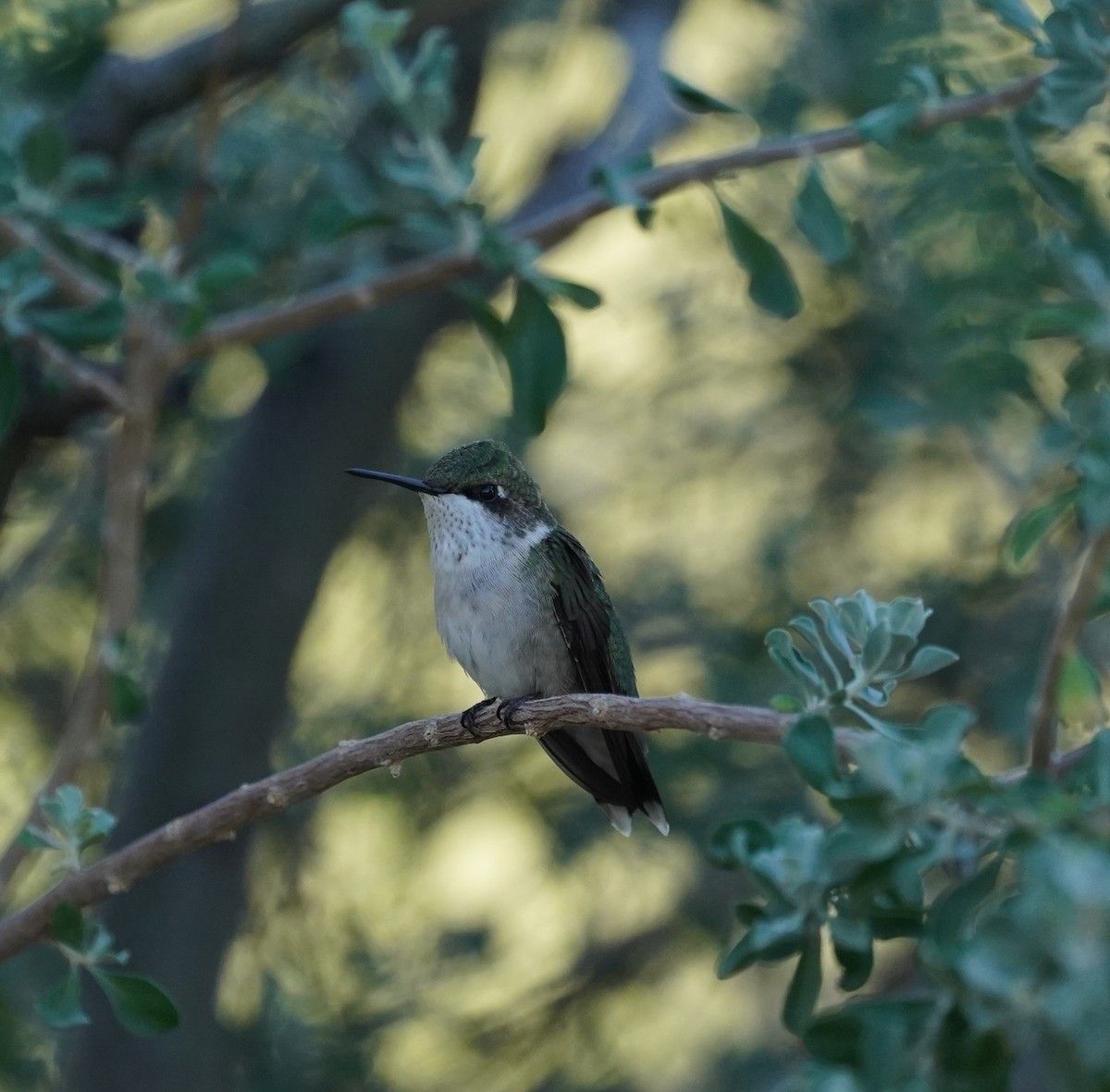 Ruby-throated Hummingbird - ML644010224