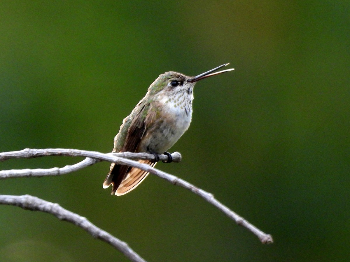 Calliope Hummingbird - ML644010229