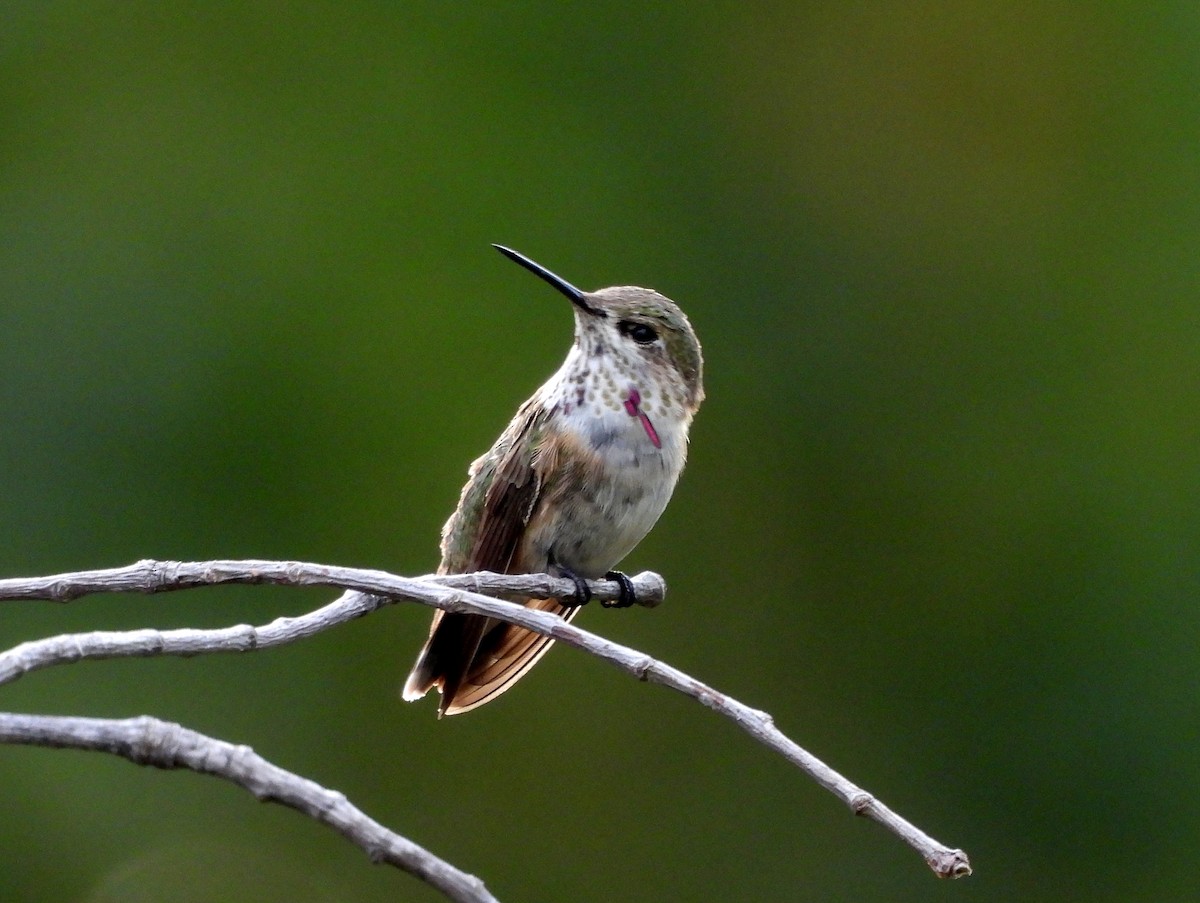 Calliope Hummingbird - ML644010239